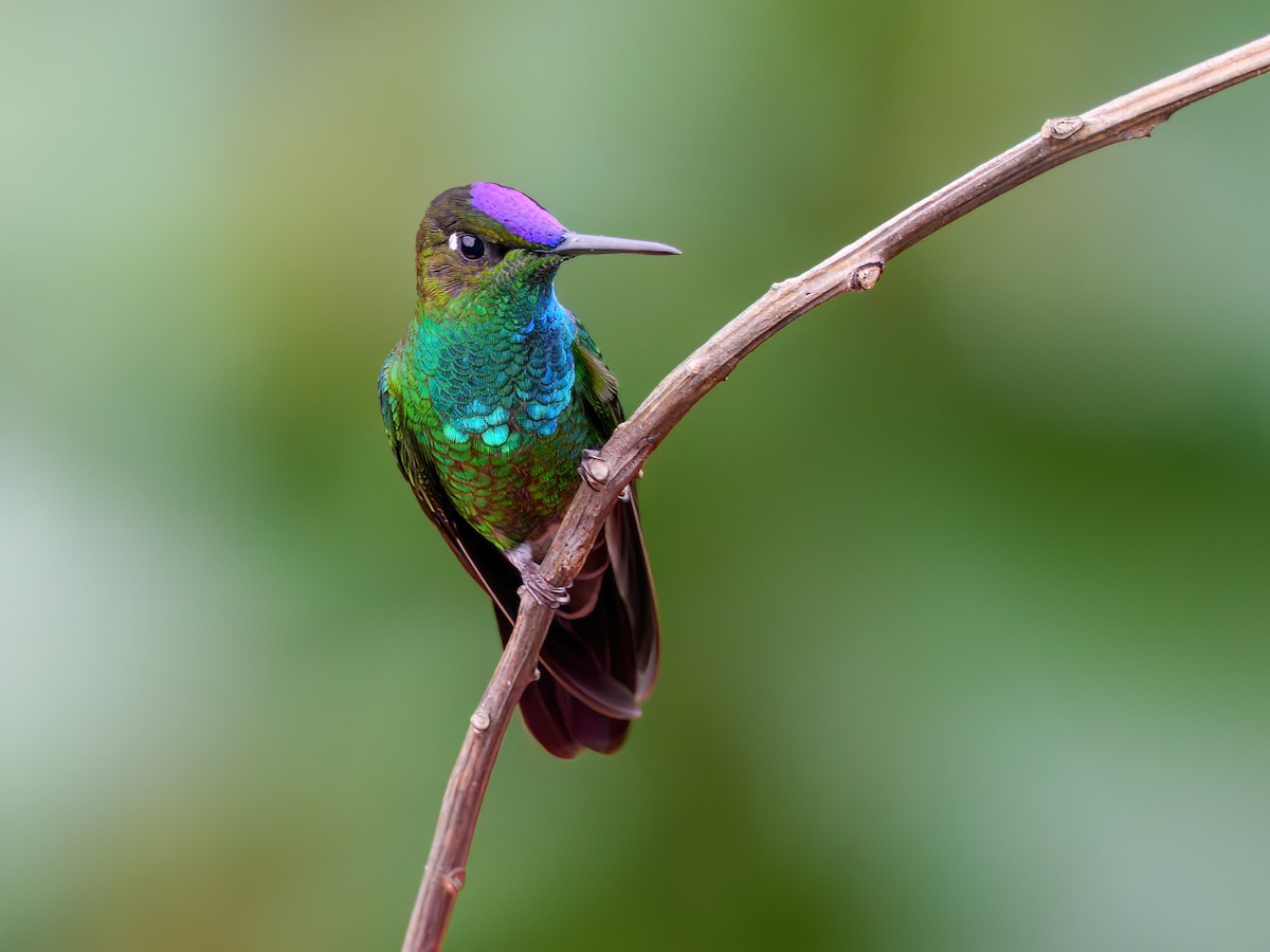 Violet-fronted Brilliant