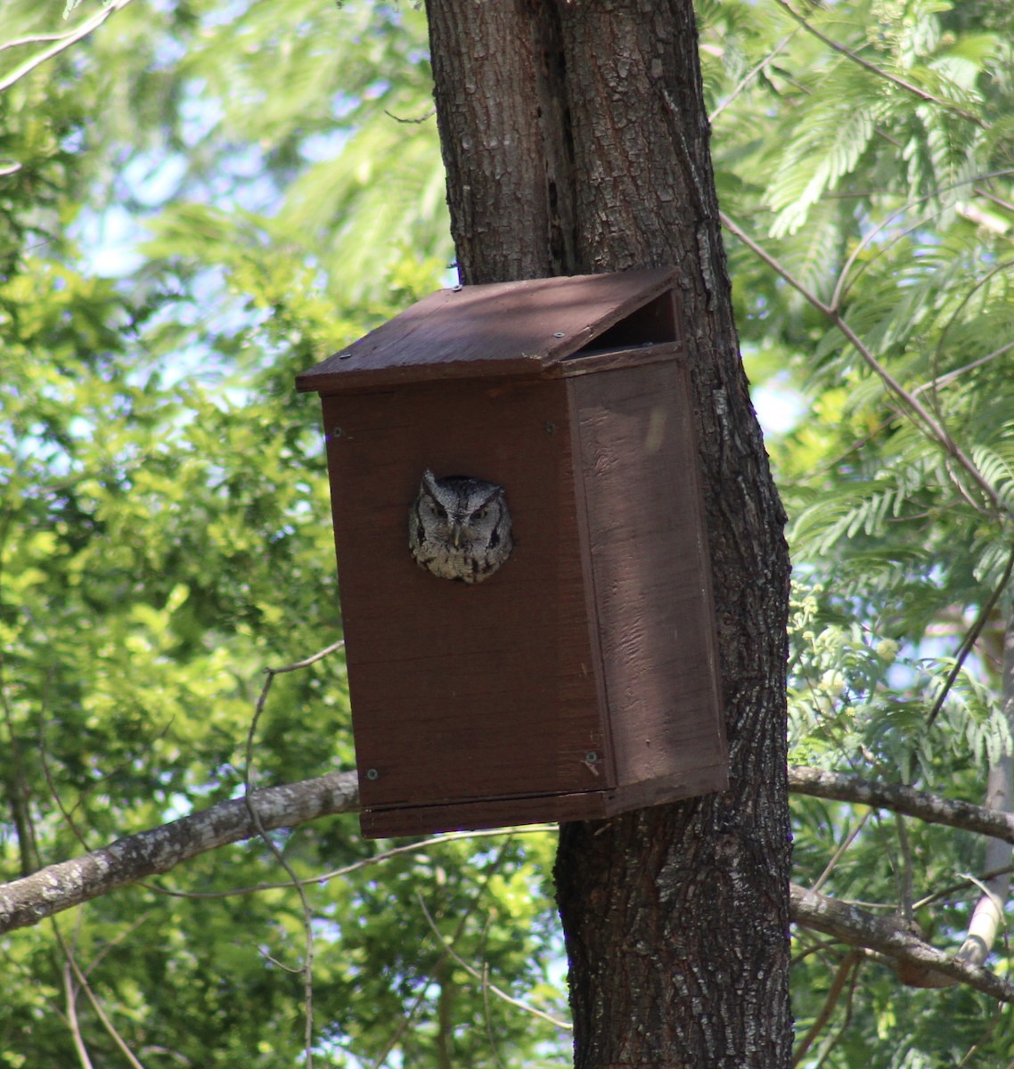 Eastern Screech-Owl - ML633793456