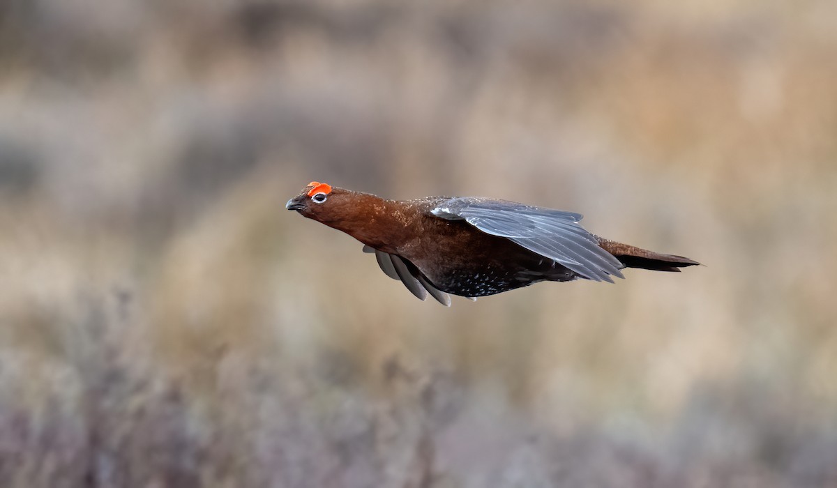 Red Grouse - ML633793511