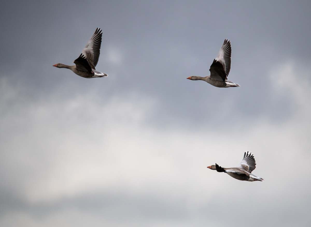 Graylag Goose - ML633793587