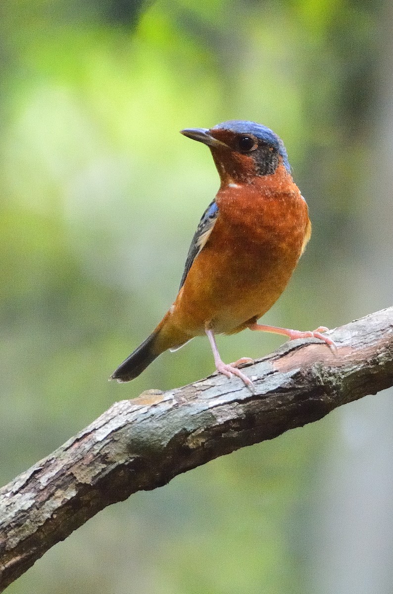 White-throated Rock-Thrush - ML633793657