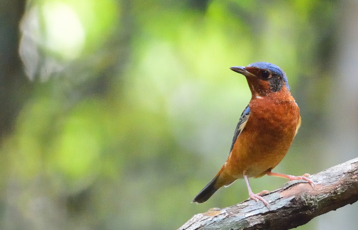 White-throated Rock-Thrush - ML633793659