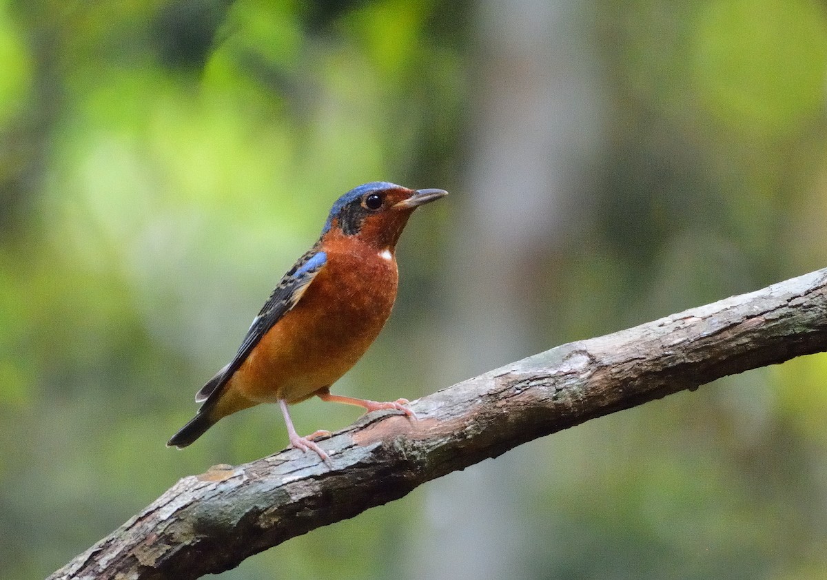 White-throated Rock-Thrush - ML633793661