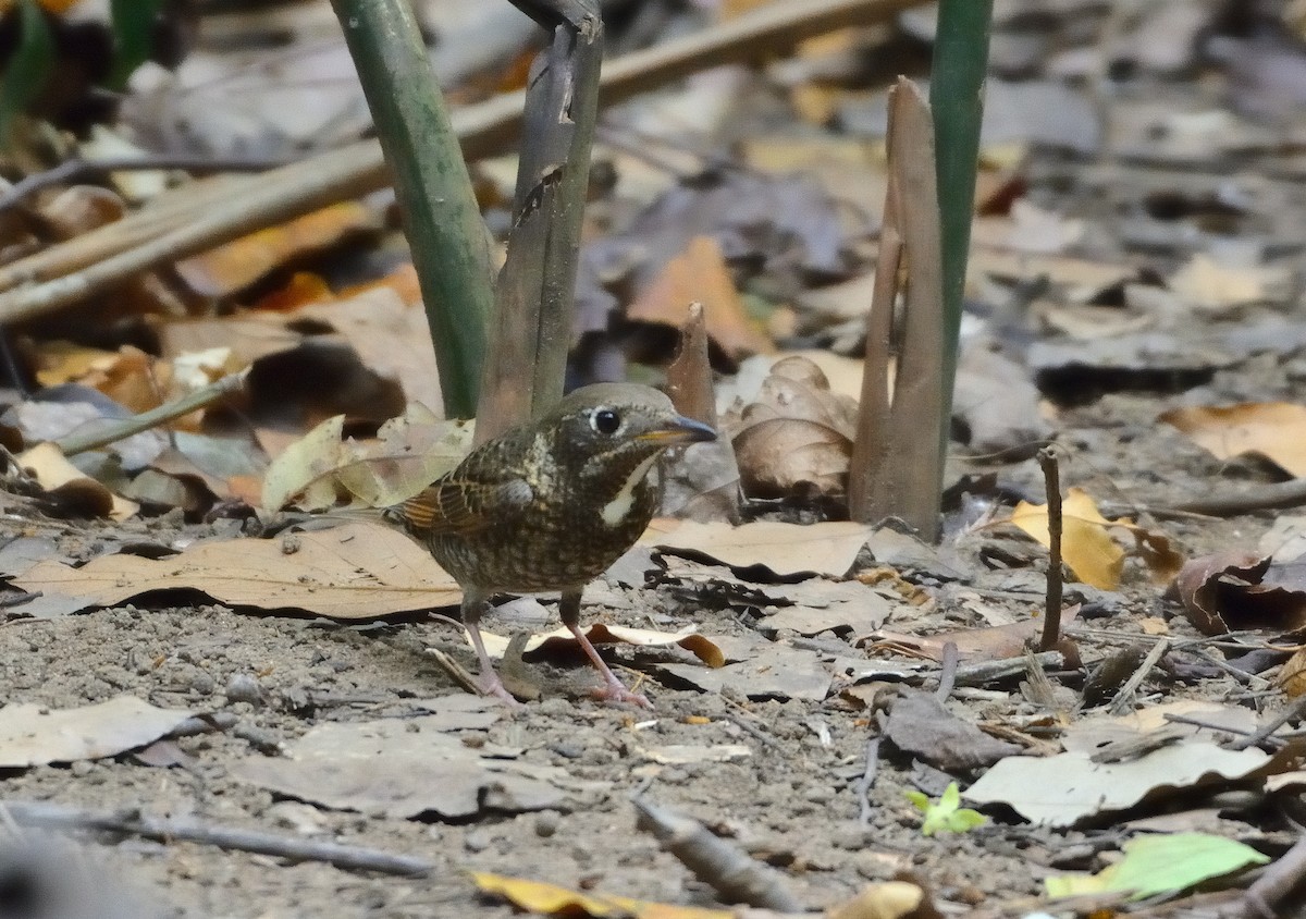 White-throated Rock-Thrush - ML633793663