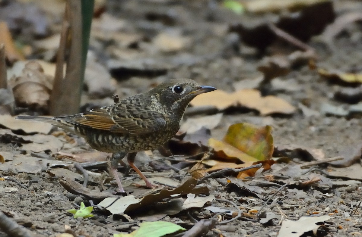 White-throated Rock-Thrush - ML633793664