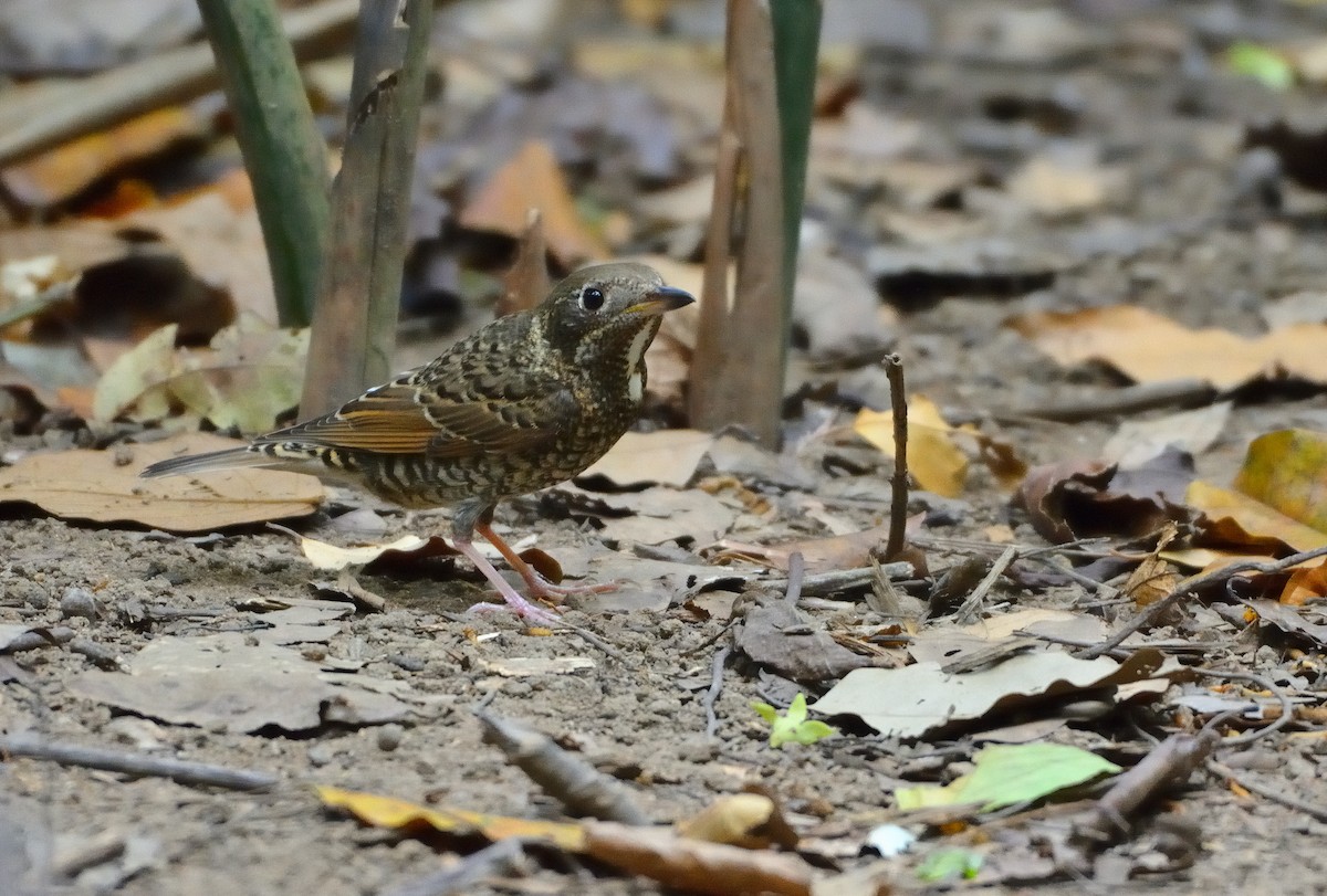 White-throated Rock-Thrush - ML633793665