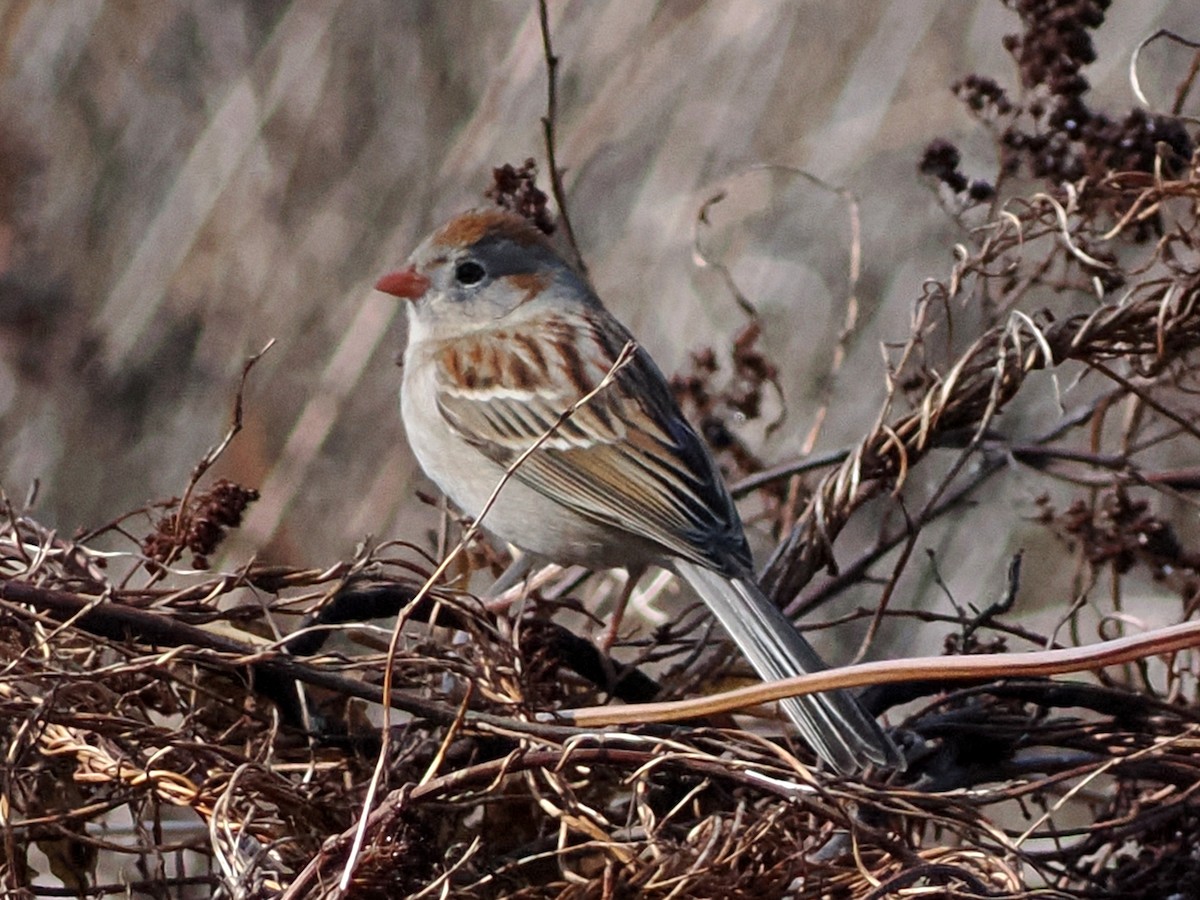 Field Sparrow - ML633793775