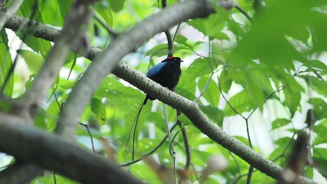 Long-tailed Manakin - ML633793847