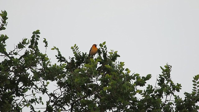 Bullock's Oriole - ML633793861