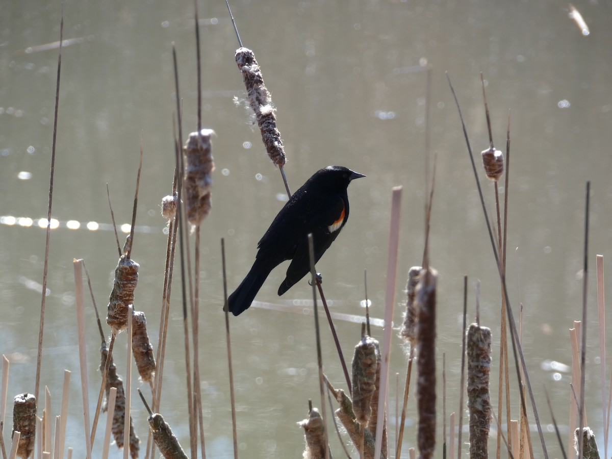 Red-winged Blackbird - ML633793941
