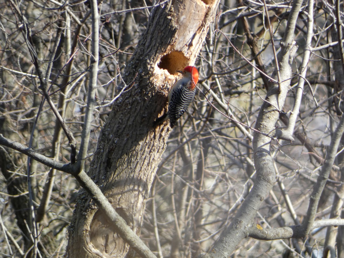 Red-bellied Woodpecker - ML633794066