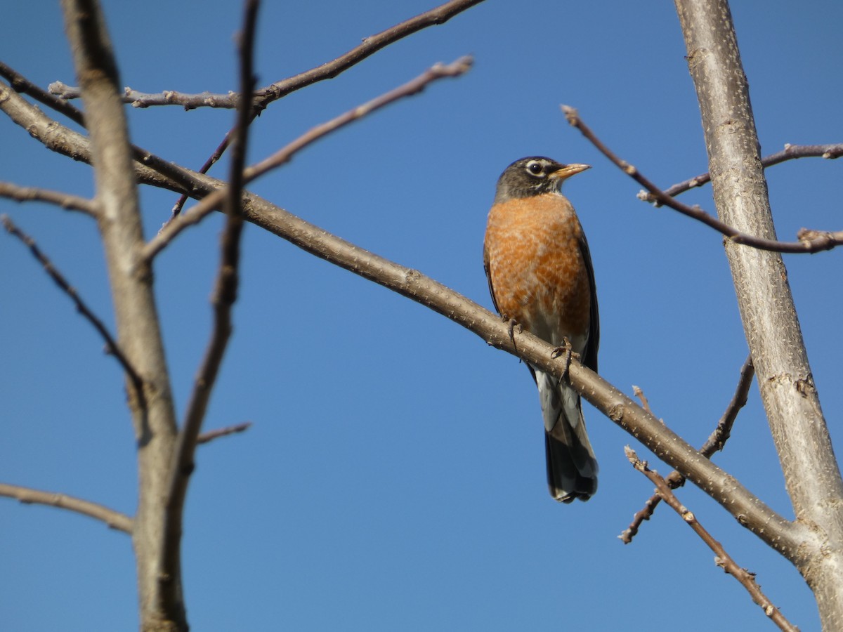 American Robin - ML633794117