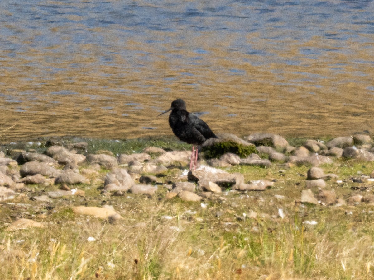 Black Stilt - ML633794574