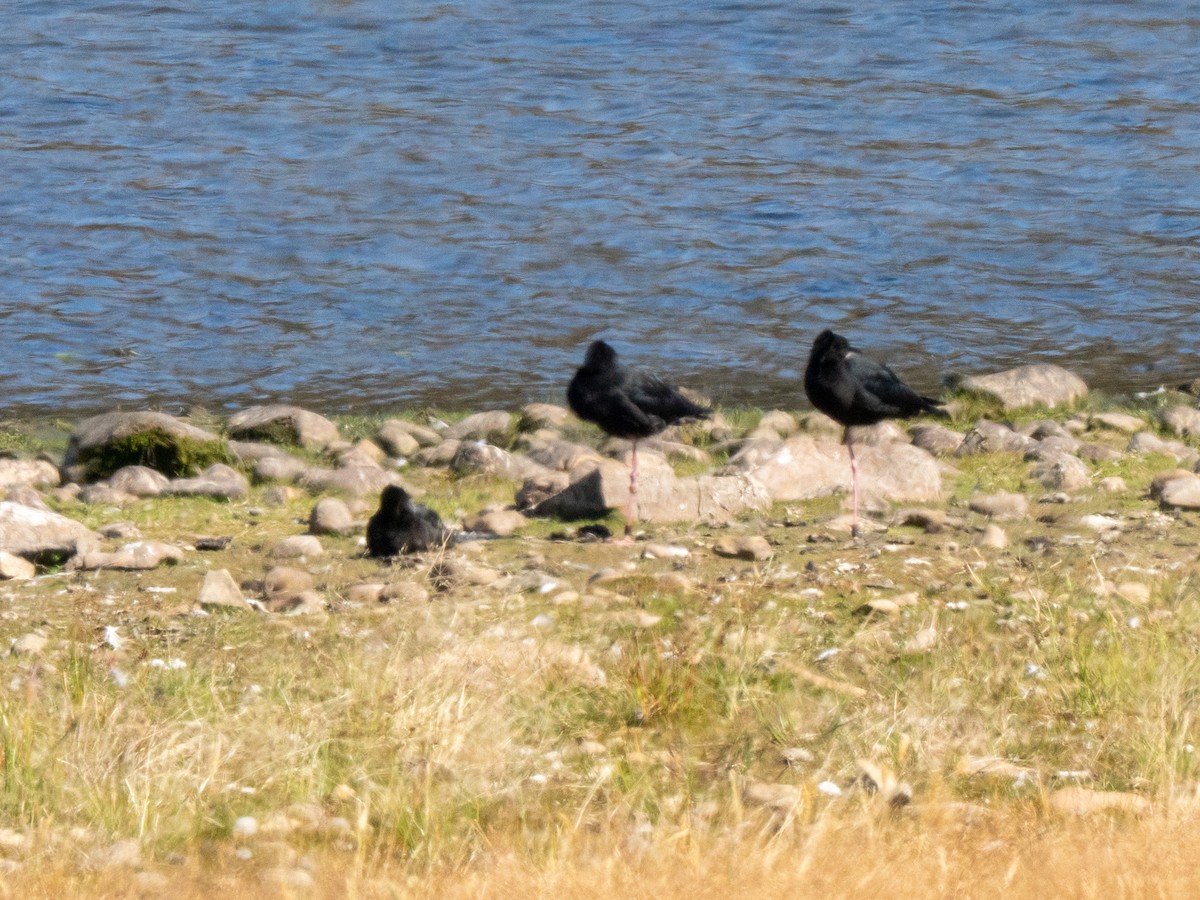 Black Stilt - ML633794575