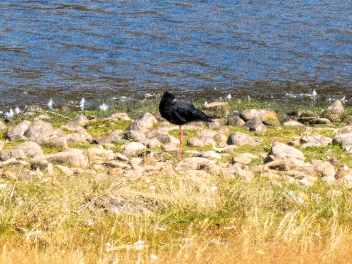 Black Stilt - ML633794576