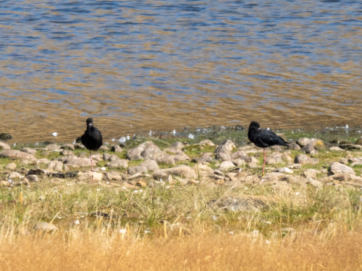 Black Stilt - ML633794577