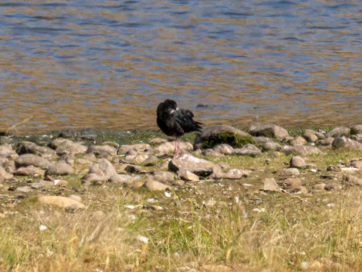 Black Stilt - ML633794578