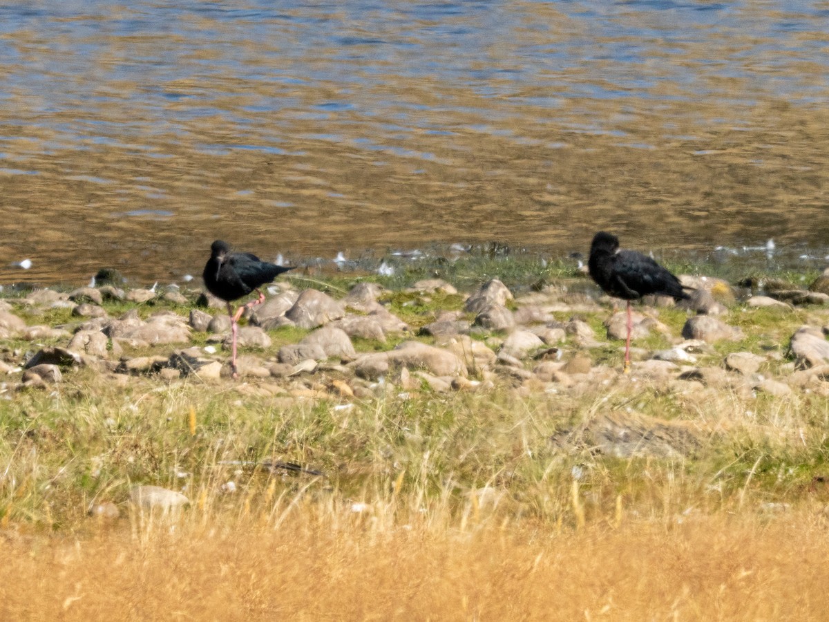 Black Stilt - ML633794579