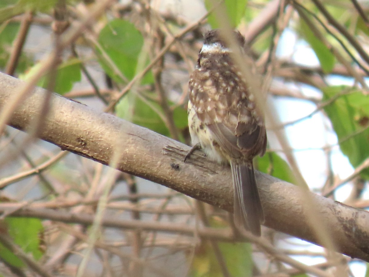 Russet-throated Puffbird - ML633794770