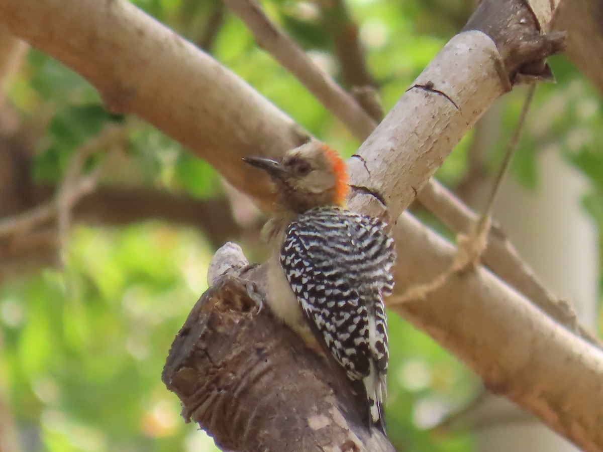 Red-crowned Woodpecker - ML633794787