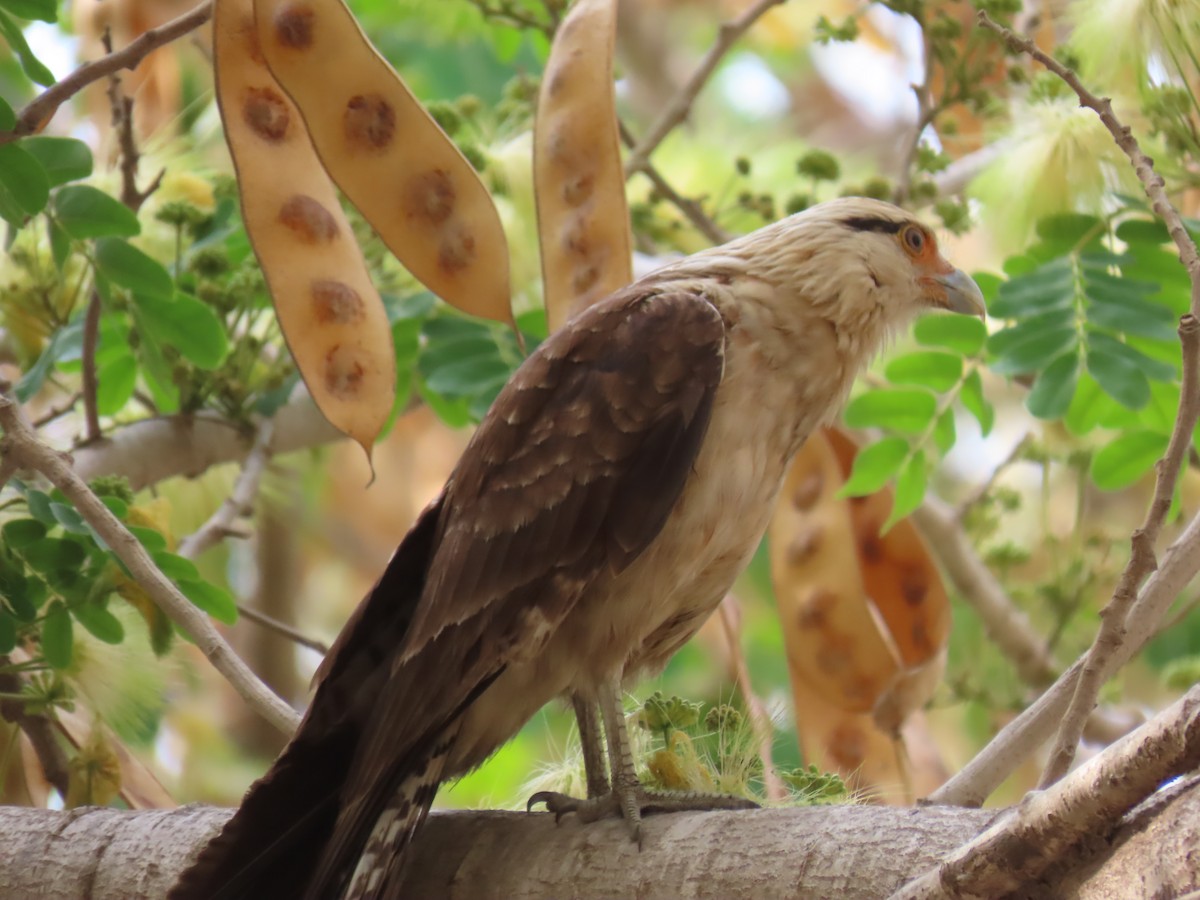 Yellow-headed Caracara - ML633794803