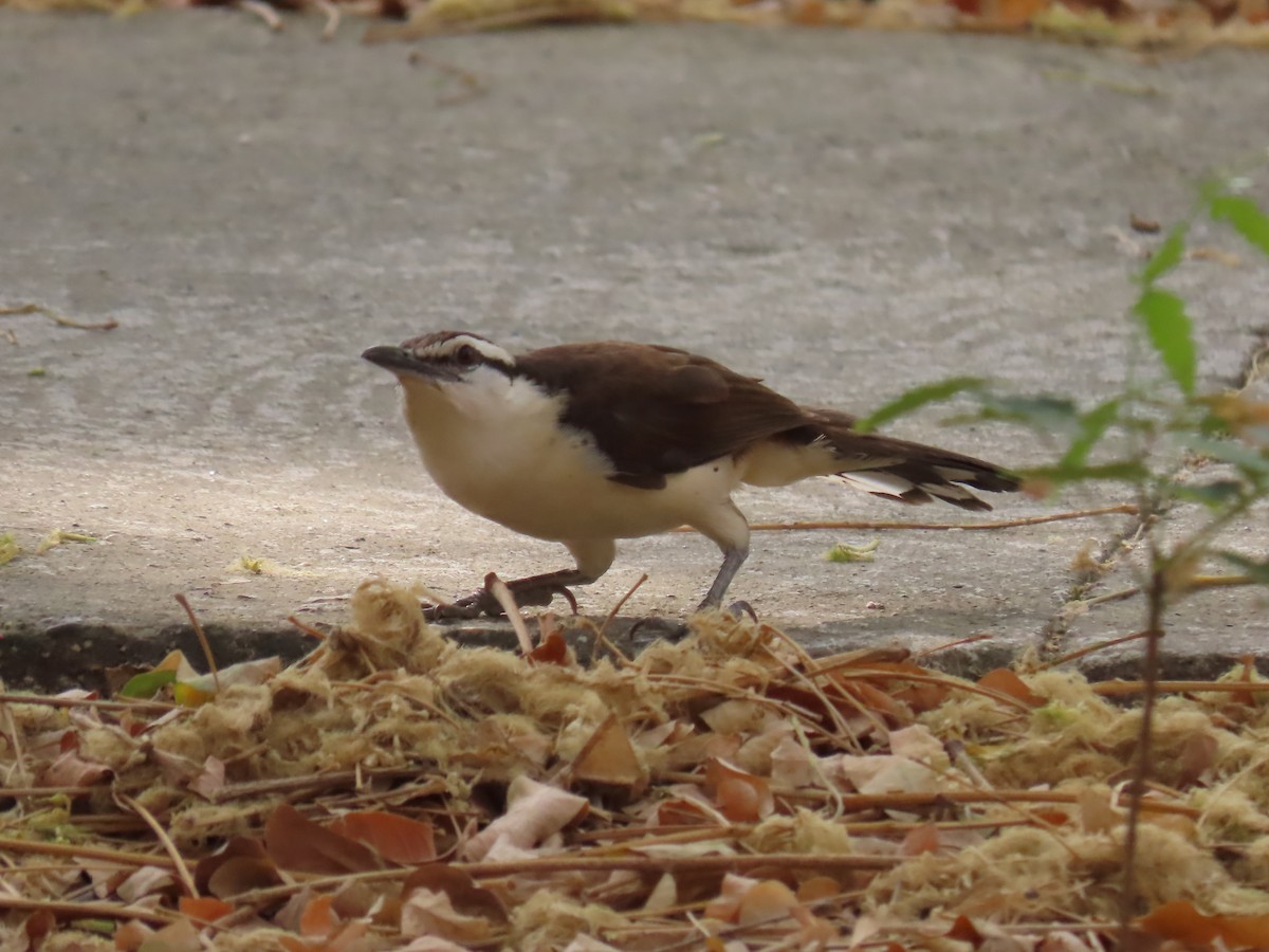 Bicolored Wren - ML633794833