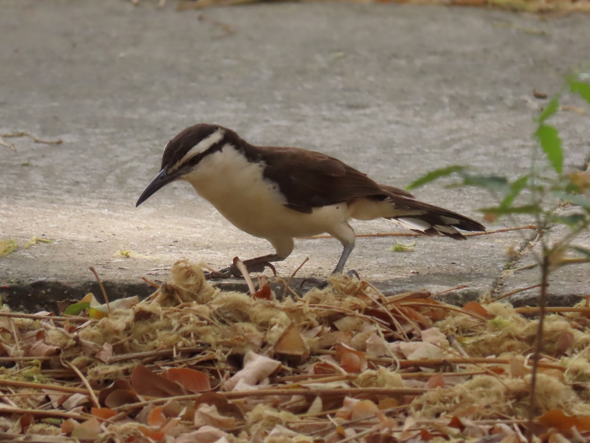 Bicolored Wren - ML633794843