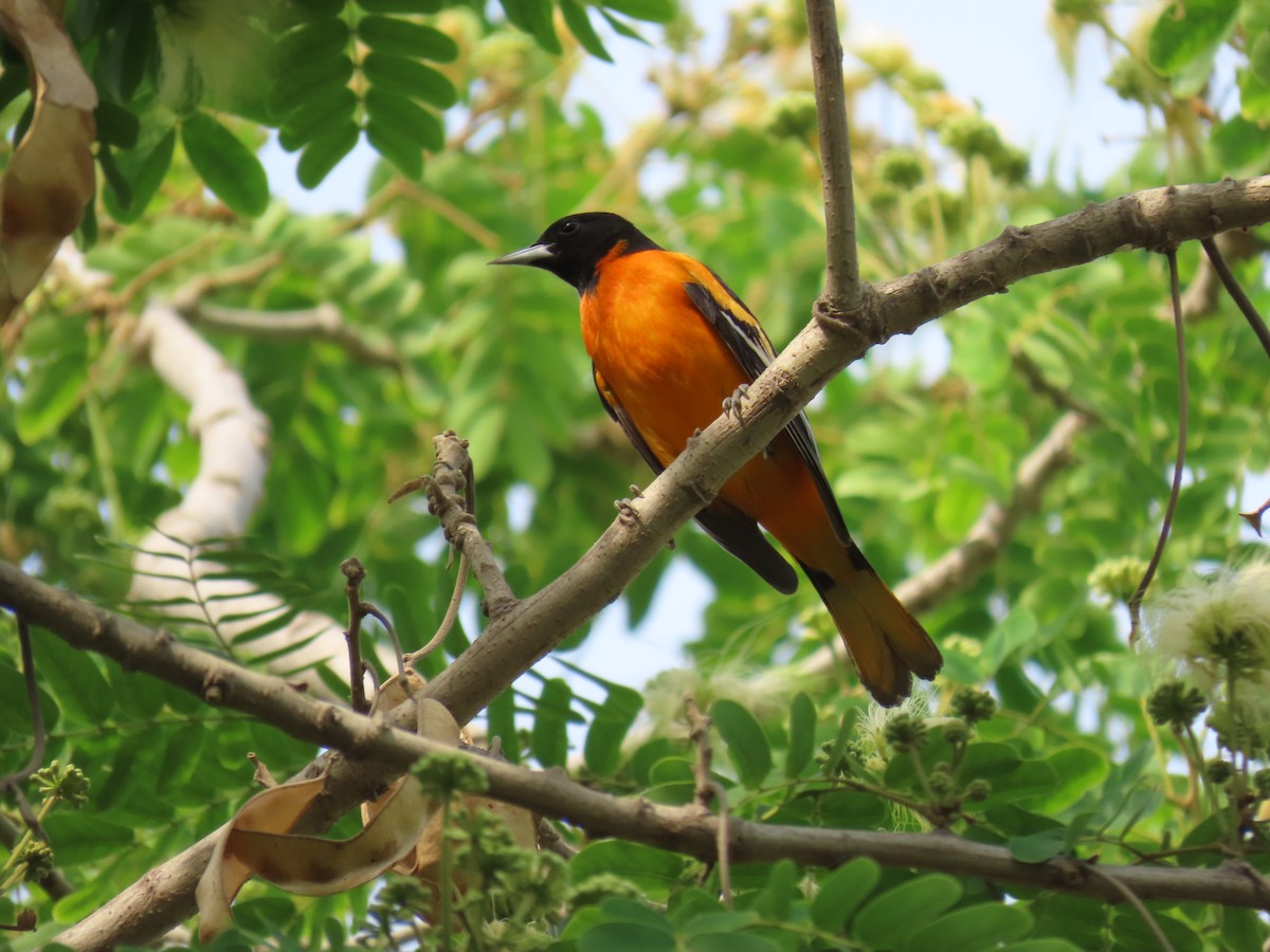 Baltimore Oriole - ML633794881