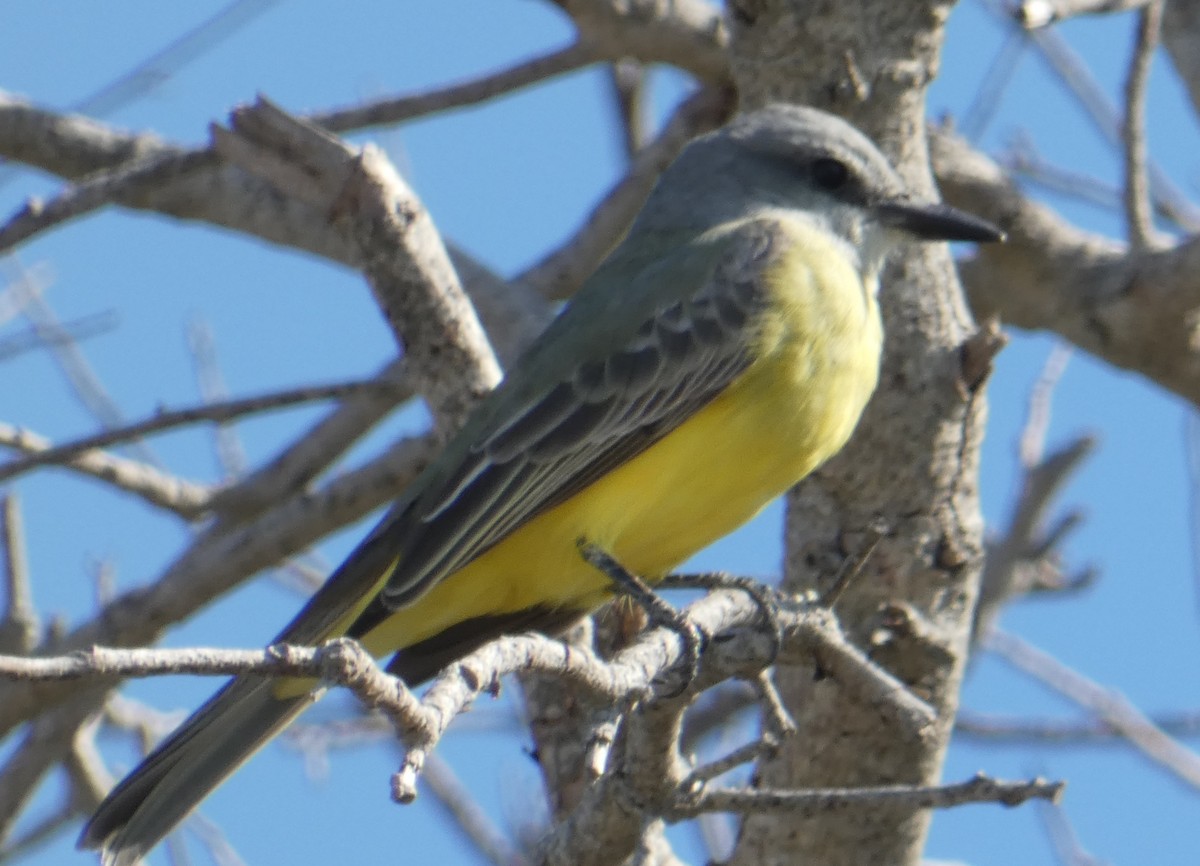Tropical Kingbird - ML633794905