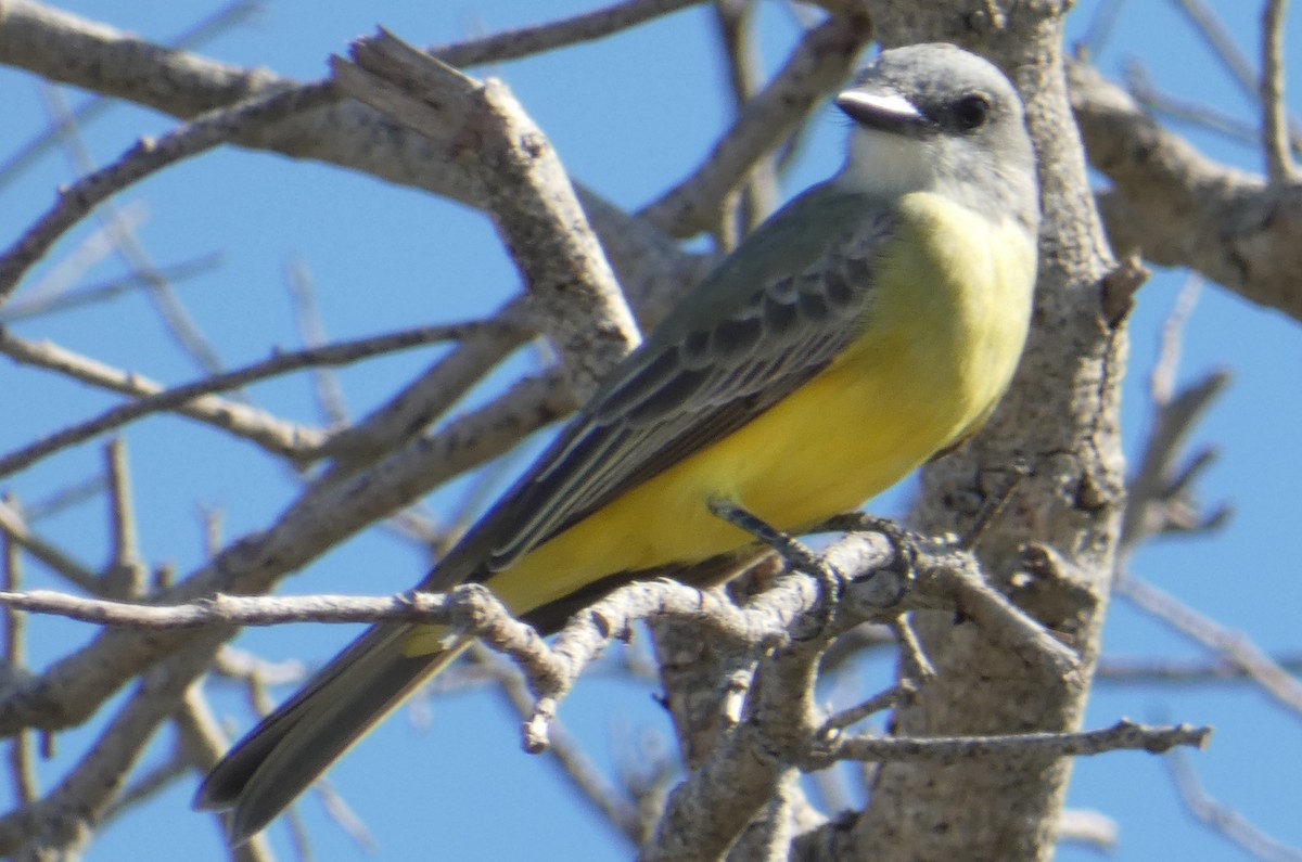 Tropical Kingbird - ML633794906