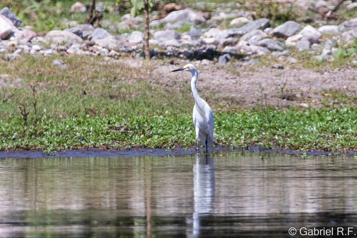 Snowy Egret - ML633794921