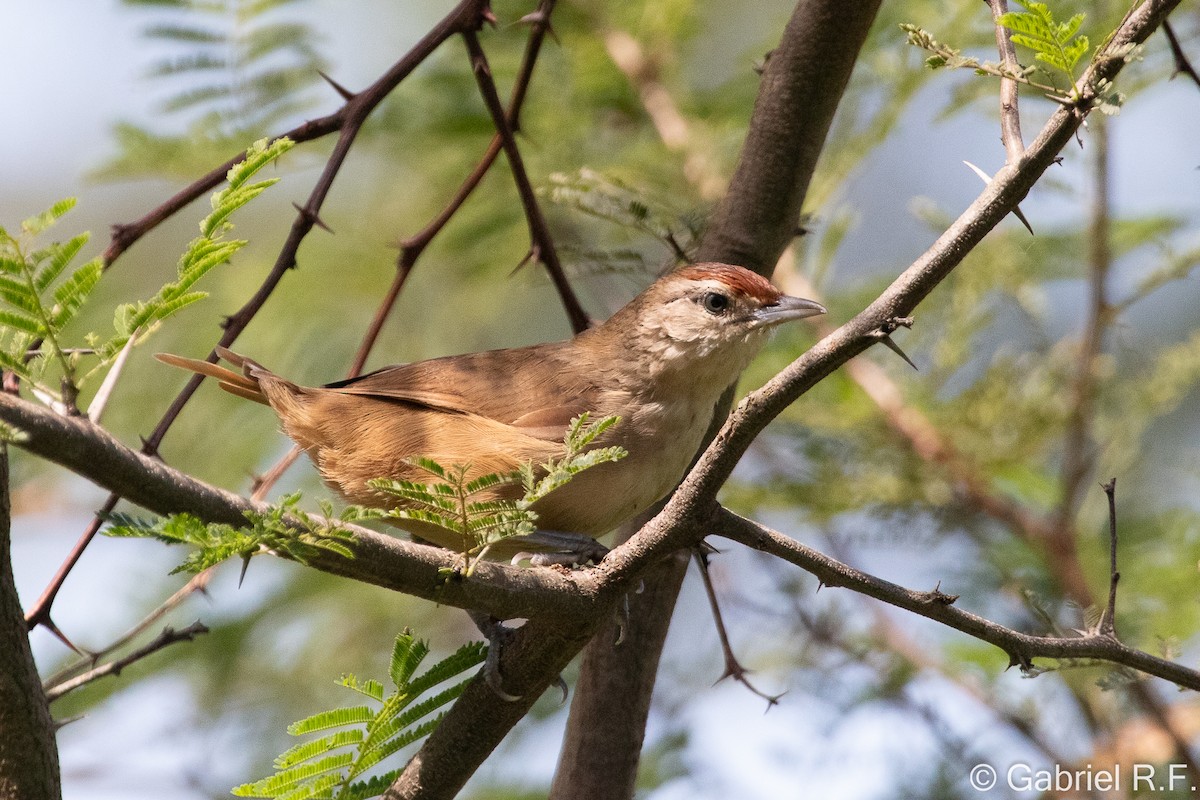 Rufous-fronted Thornbird - ML633794943