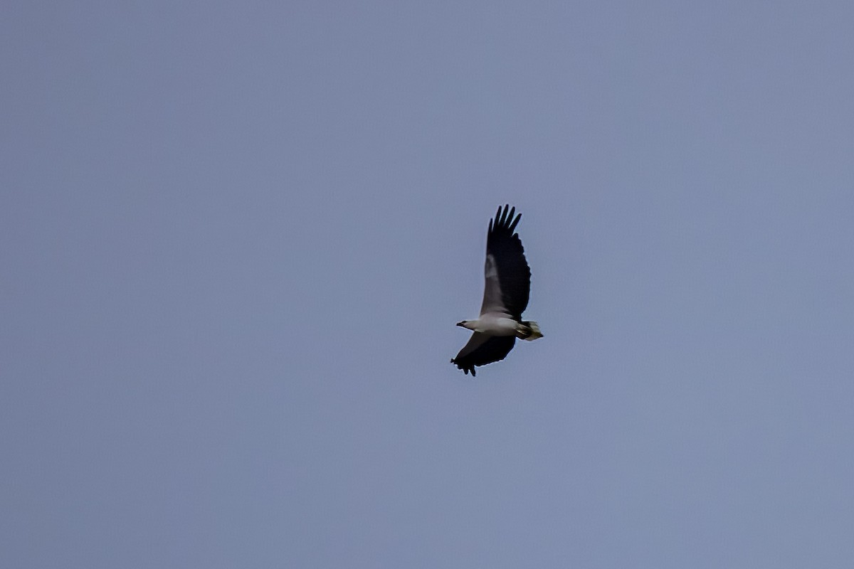 White-bellied Sea-Eagle - ML633795093