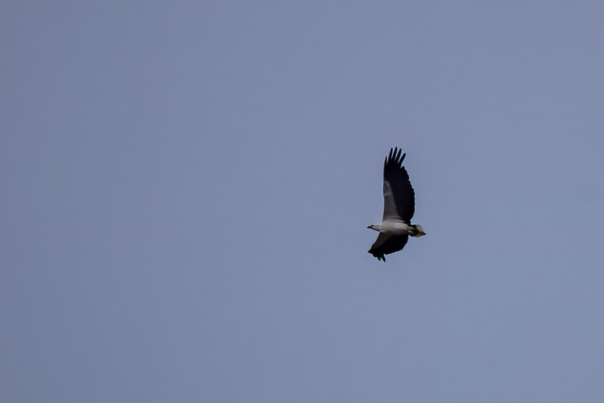 White-bellied Sea-Eagle - ML633795094