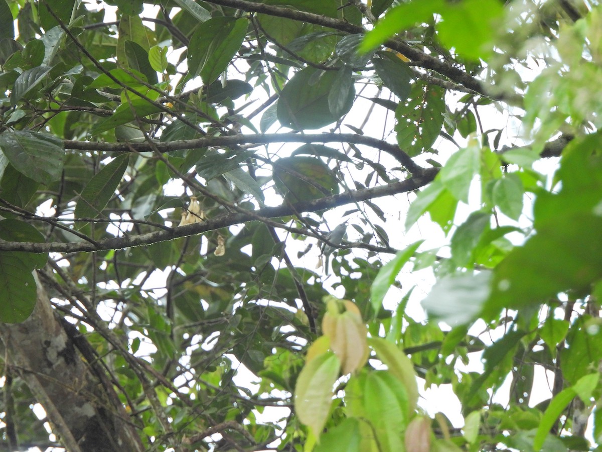 Amazonian Elaenia - ML633795151