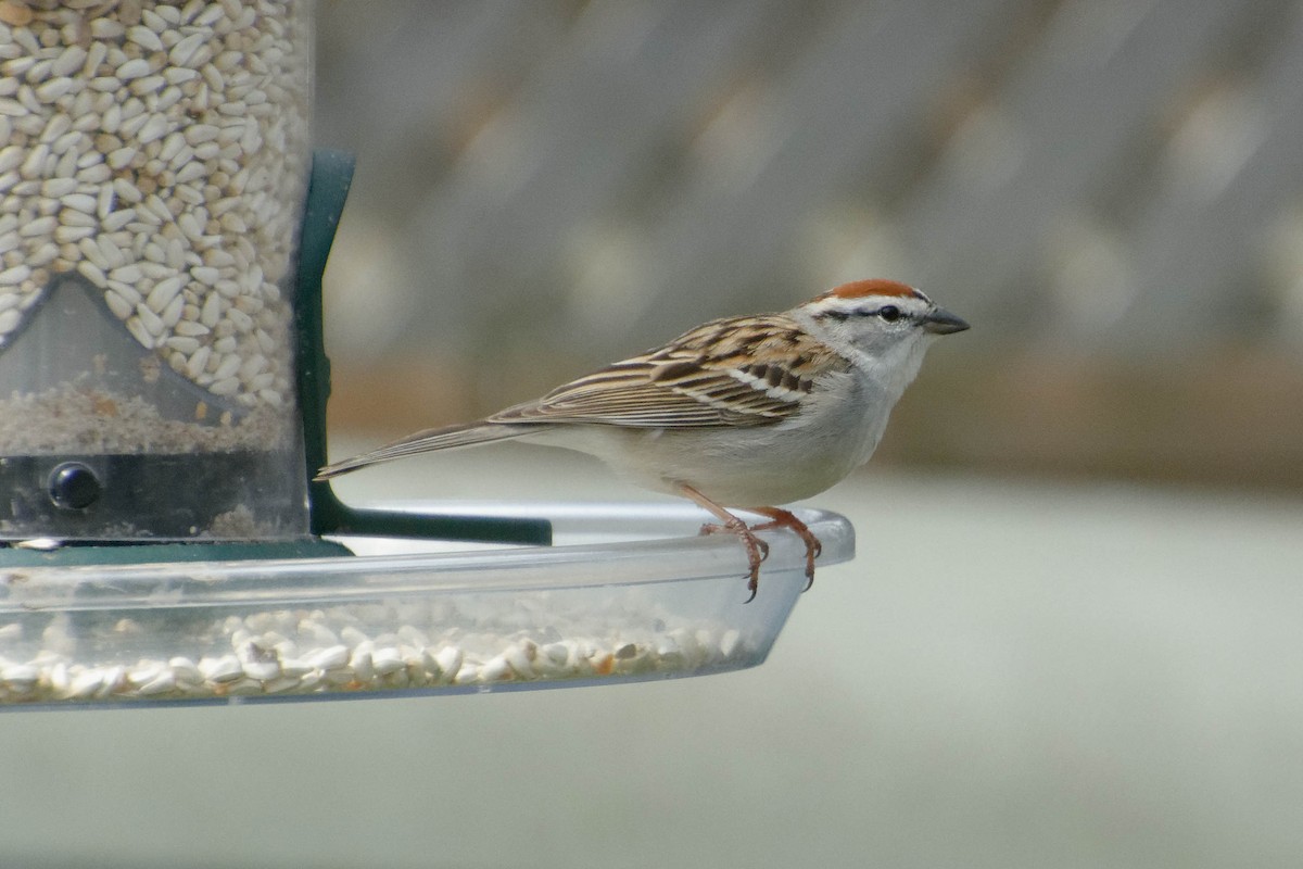 Chipping Sparrow - ML633795161