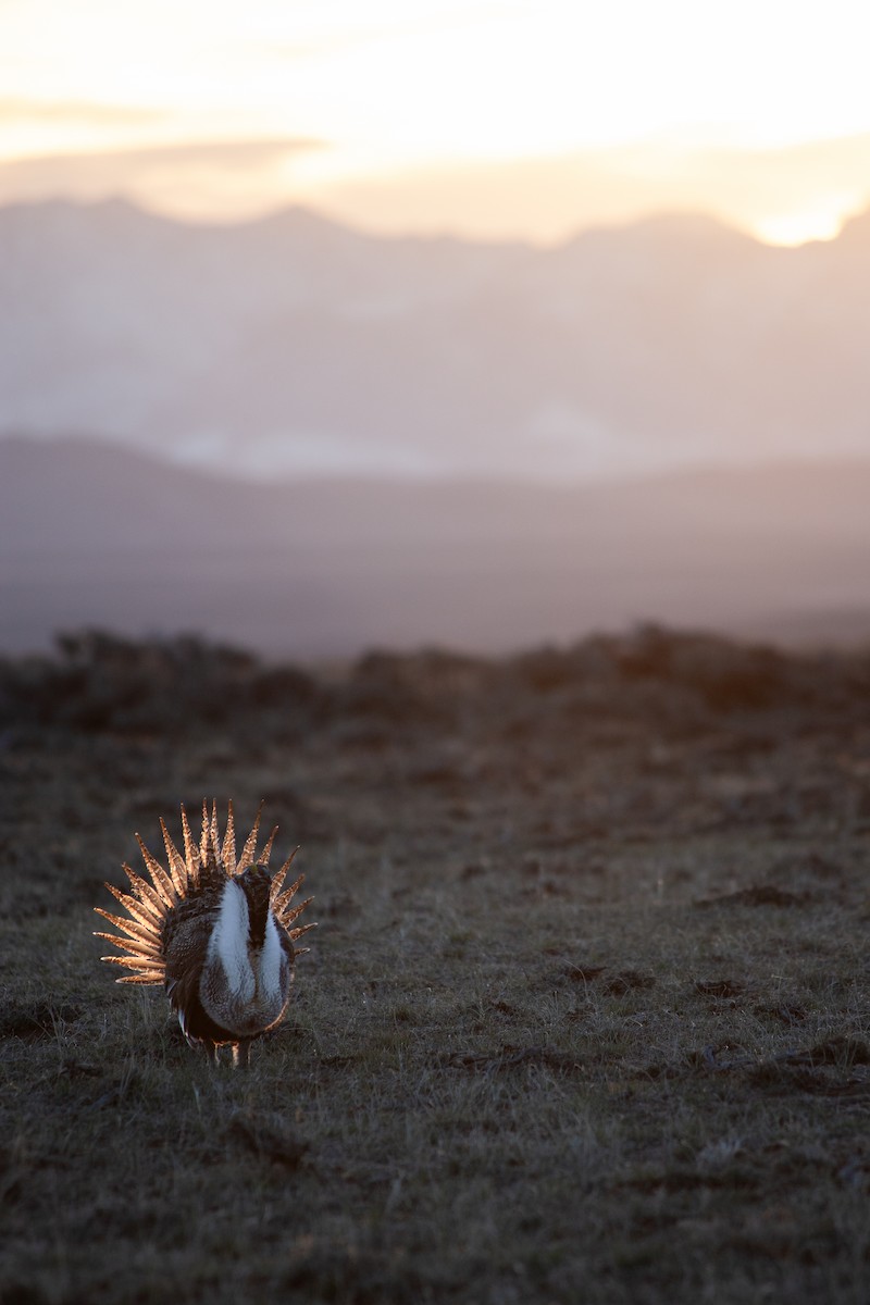 Greater Sage-Grouse - ML633795208