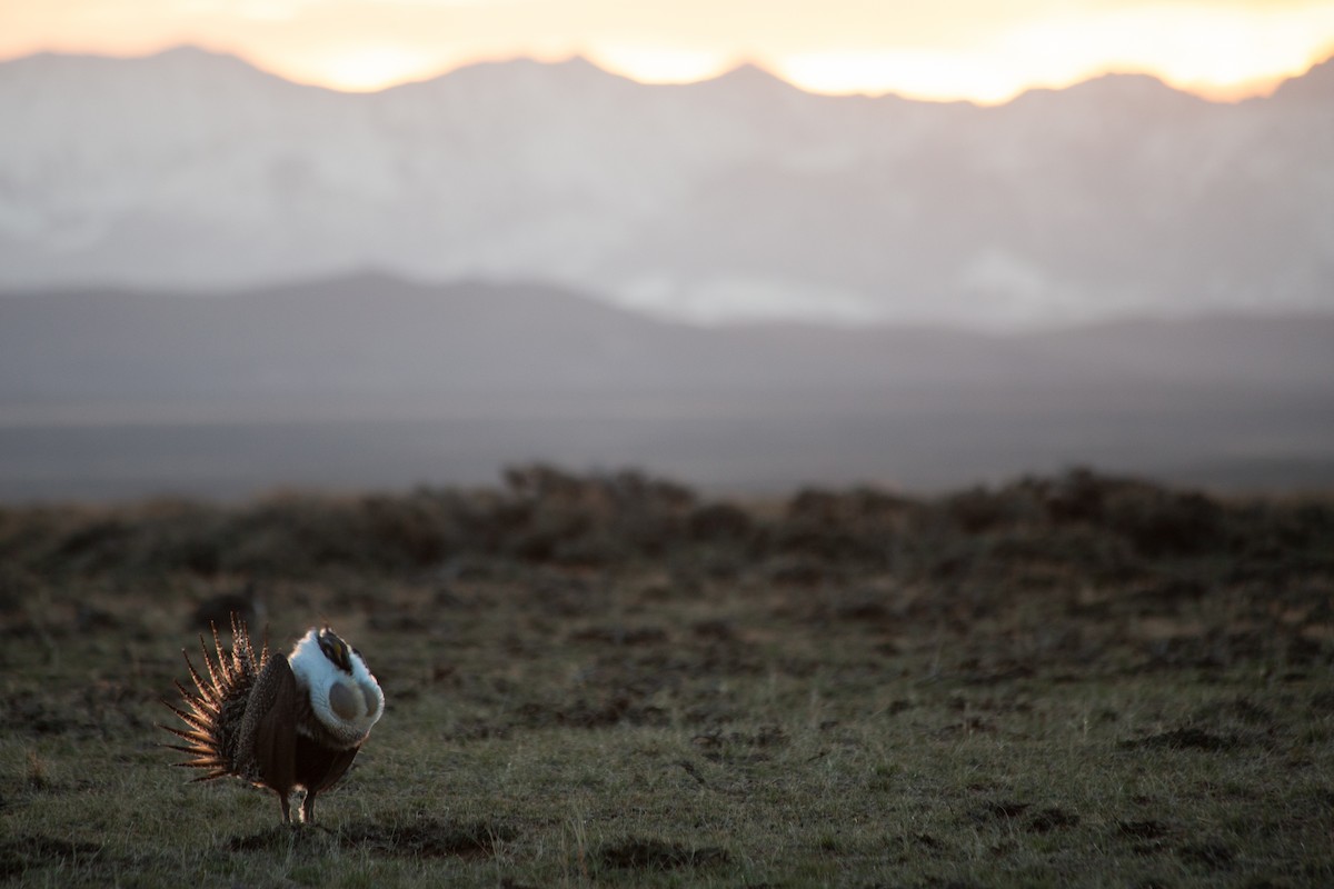 Greater Sage-Grouse - ML633795209