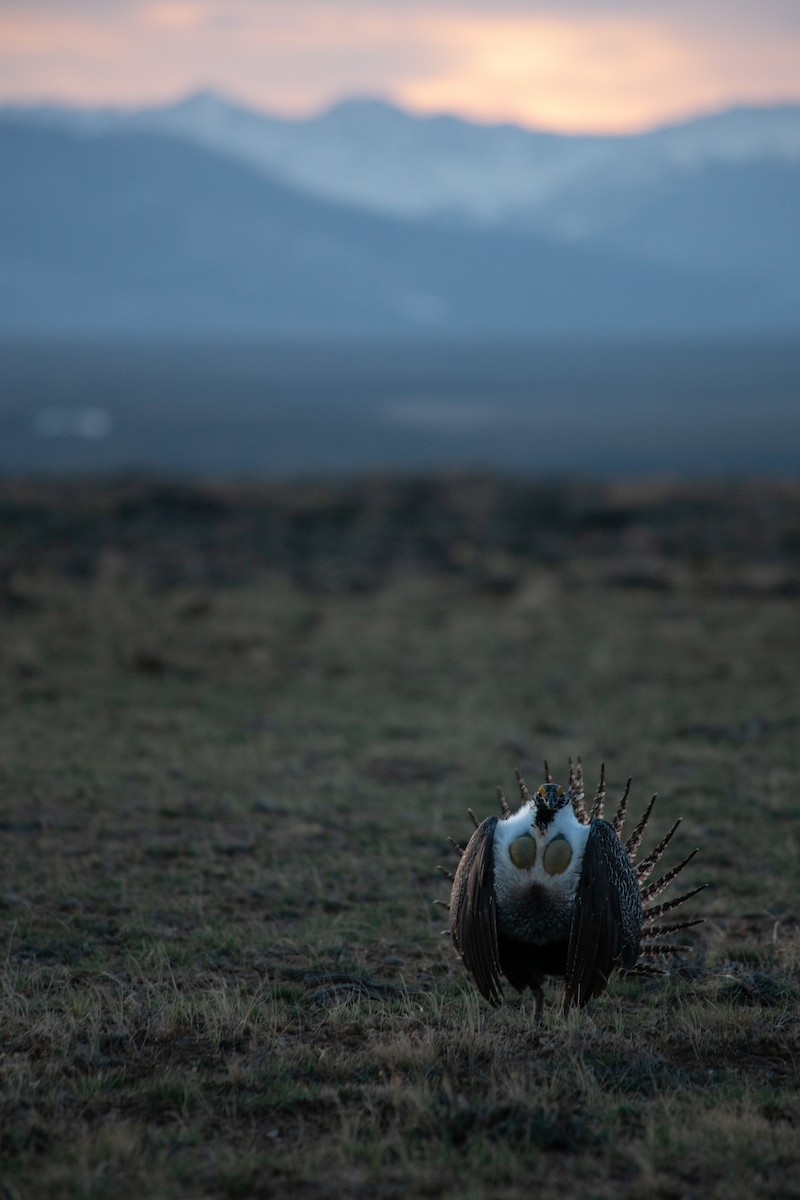 Greater Sage-Grouse - ML633795210