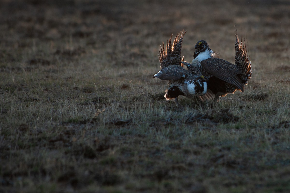 Greater Sage-Grouse - ML633795338