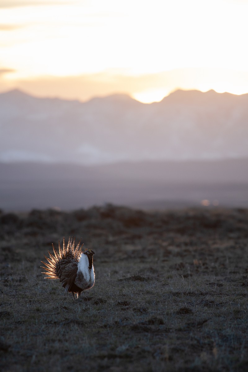 Greater Sage-Grouse - ML633795341