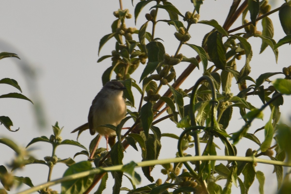 Prinia modeste - ML633795413