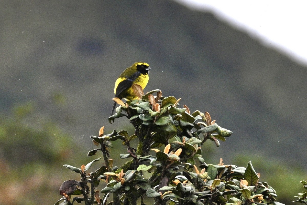 Masked Mountain Tanager - ML633795548
