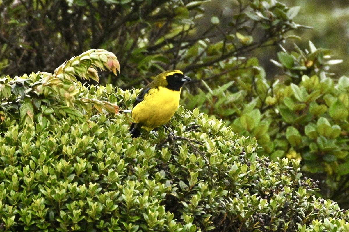 Masked Mountain Tanager - ML633795549