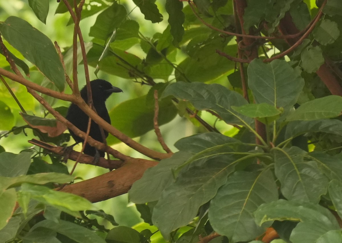 Lowland Sooty Boubou - ML633795805