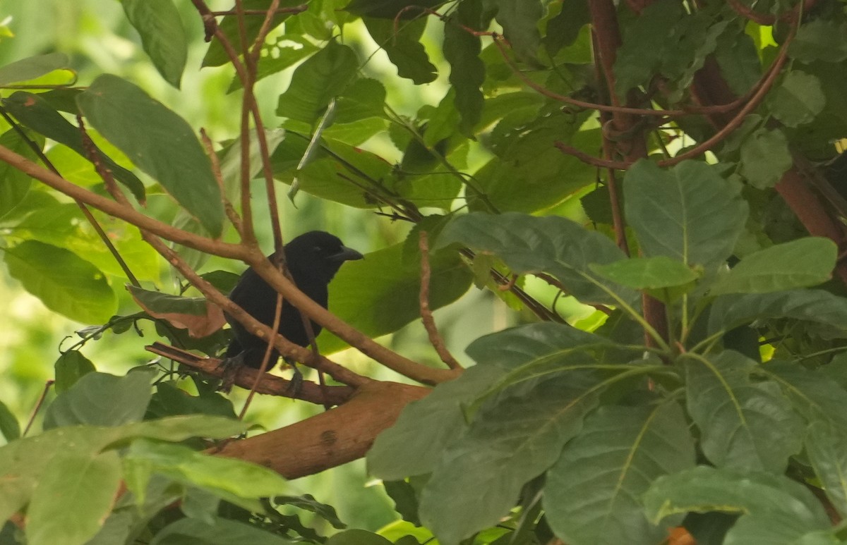 Lowland Sooty Boubou - ML633795815