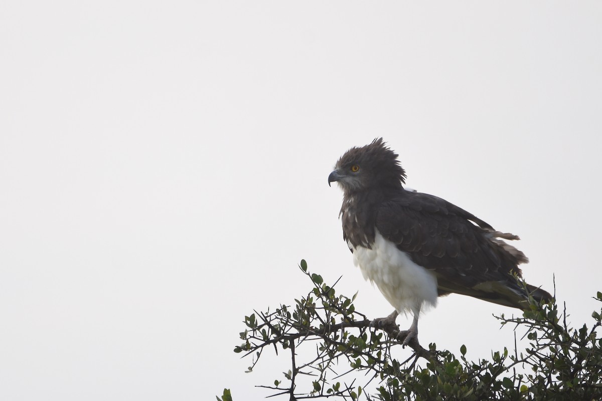 Black-chested Snake-Eagle - ML633795977