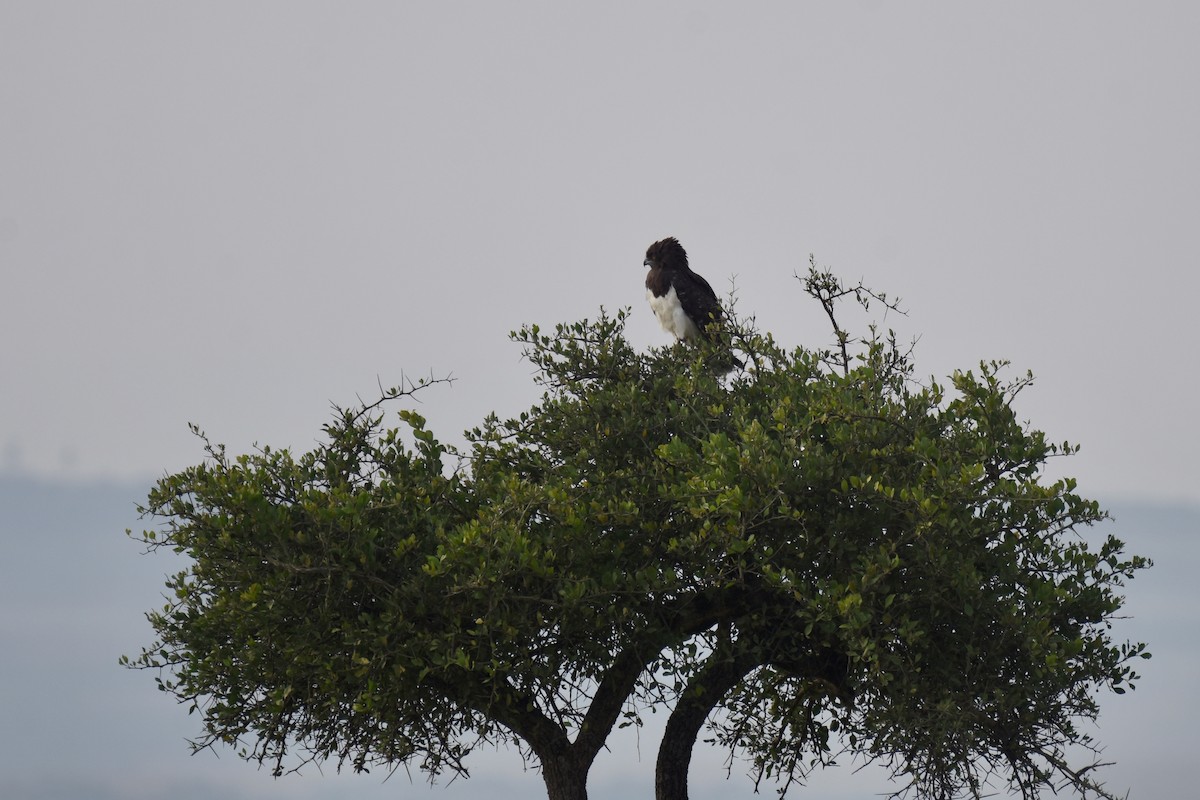 Black-chested Snake-Eagle - ML633795981
