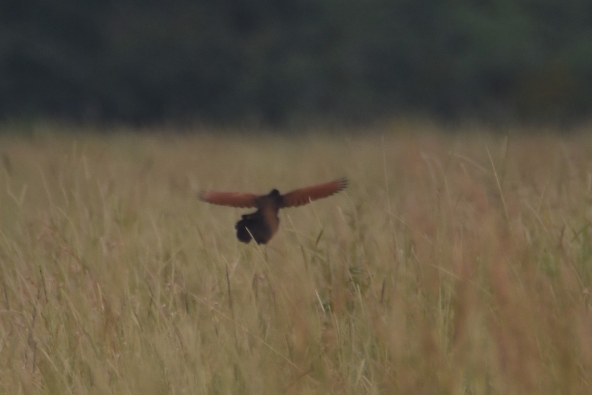 Black Coucal - ML633796027