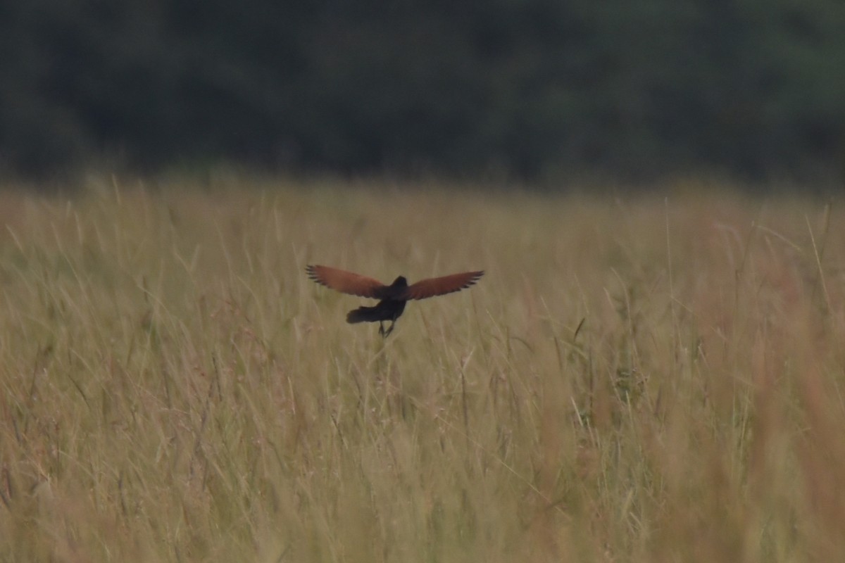 Black Coucal - ML633796028